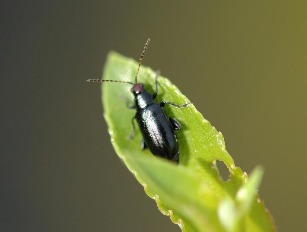 An adult redheaded flea beetle on the edge of a leaf.