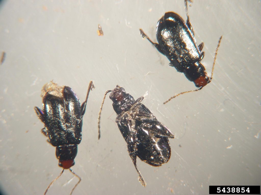 Three redheaded flea beetle bodies.