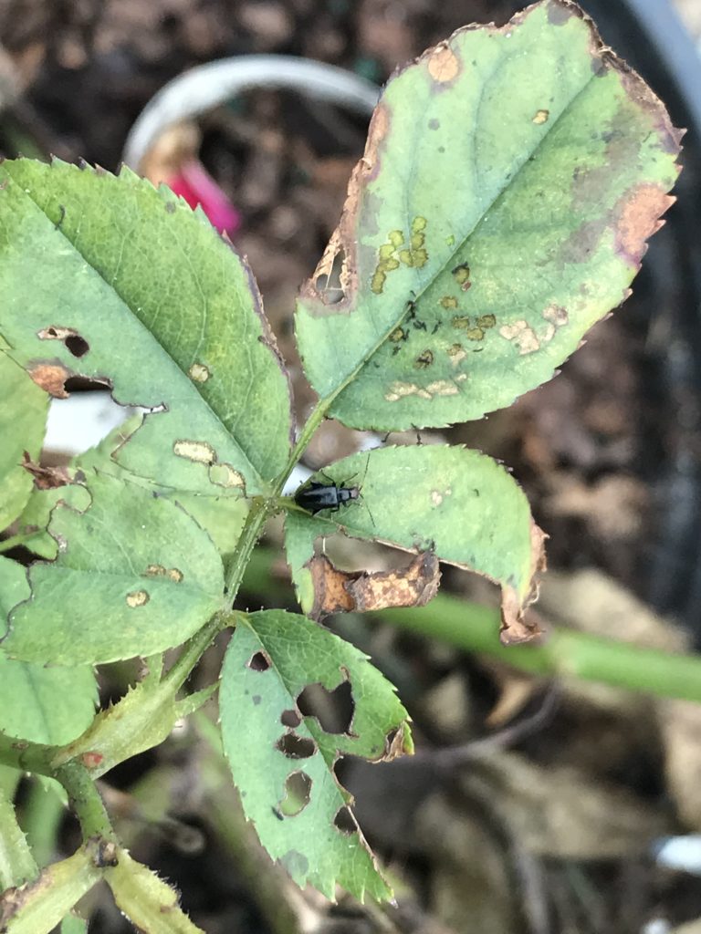 redheaded flea beetle on damaged leaf.